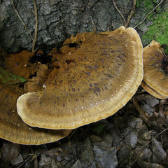 Inocutis ludoviciana