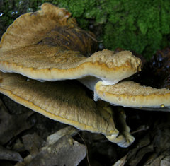 Inocutis ludoviciana