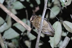 Otus rufescens