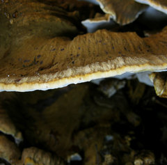 Inocutis ludoviciana