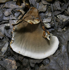 Inocutis ludoviciana