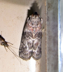 Sciota subcaesiella