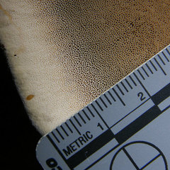 Inocutis ludoviciana