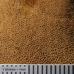 Inocutis ludoviciana
