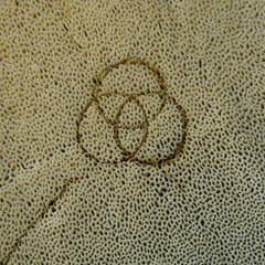 Inocutis ludoviciana