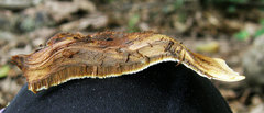 Inocutis ludoviciana