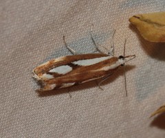 Catoptria latiradiellus