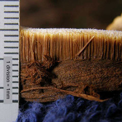 Inocutis ludoviciana
