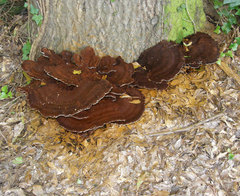 Inocutis ludoviciana