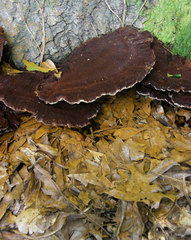 Inocutis ludoviciana