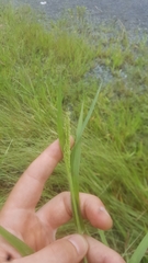 Panicum gattingeri