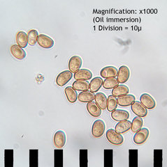 Inocutis ludoviciana