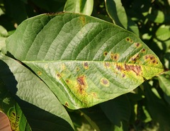 Phyllosticta asiminae