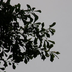 Inocutis ludoviciana