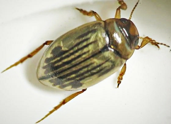 Hygrotus punctilineatus