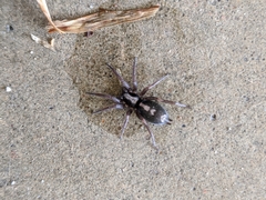 Herpyllus ecclesiasticus