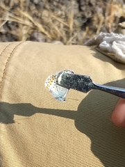 Plebejus melissa