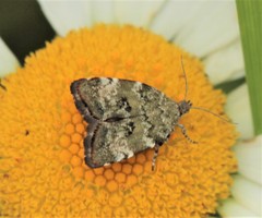 Choreutis diana