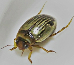 Hygrotus punctilineatus