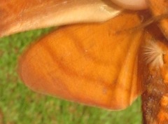 Oryba achemenides