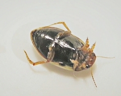 Hygrotus punctilineatus
