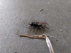 Herpyllus ecclesiasticus