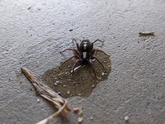 Herpyllus ecclesiasticus