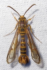 Aegerina