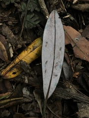 Drimys granadensis