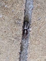 Herpyllus ecclesiasticus