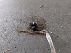 Herpyllus ecclesiasticus