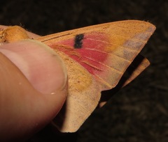 Adeloneivaia subangulata