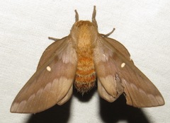 Hemileucinae