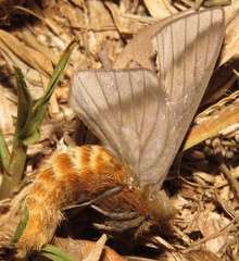Hemileucinae