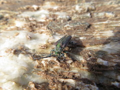 Oxypeltus quadrispinosus