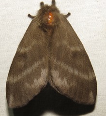 Hemileucinae