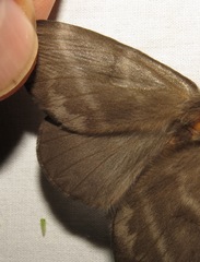 Hemileucinae