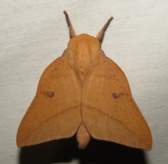 Adeloneivaia subangulata