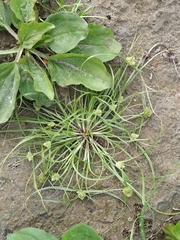 Cyperus michelianus