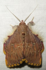Sosxetra grata