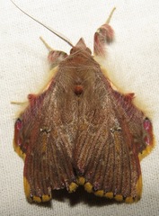 Sosxetra grata
