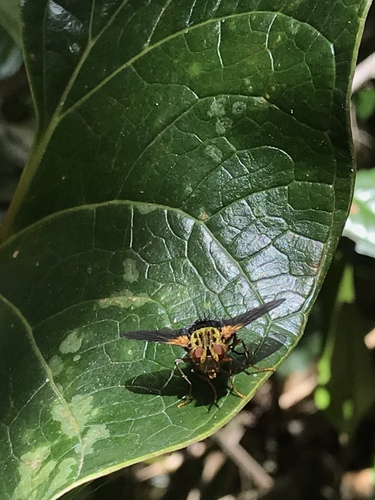Lindigia