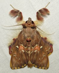 Sosxetra grata