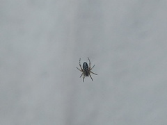 Araneinae