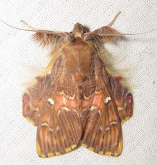 Sosxetra grata
