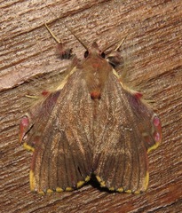 Sosxetra grata