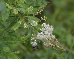 Spiraea alba alba