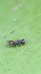 Ectemnius stirpicola