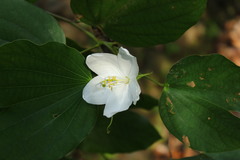 Bauhinia acuminata
