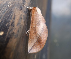 Arcyophora longivalvis